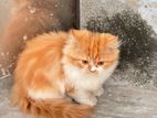 Pure Persian Kitten Long Coated