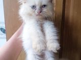 Pure Persian Kitten (Male cat & female cat)