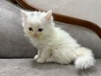 Pure Persian kitten Male Famale Available