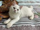 pure Persian kitten male