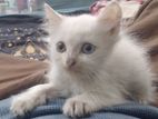 pure Persian kitten. Odd eye. A class white one pair.