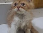 Pure persian kitten only male sell