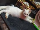 Pure Persian kitten sale Hobe