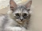 Pure Persian Kitten (Urgent) for sell