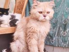 Pure Persian kittens cat adult male