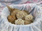 Pure Persian kittens - Female & Male