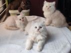 Pure Persian Kittens