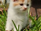 pure persian kittens