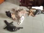 pure persian kittens for sell