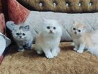 Pure Persian kittens