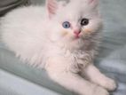 Pure Persian kittens sell.