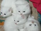 Pure Persian Kittens