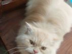 Pure Persian Long Coat _Adult Male