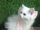 Pure Persian Long Coat Ar