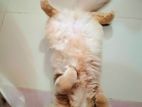 Pure Persian Long Coat Cat for Sale ar Low Price