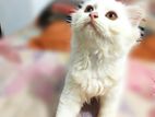 Pure Persian long coat Cat