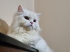 Pure Persian Long Coat Female Cat