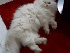 pure Persian long coat