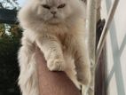 Pure Persian Long Coat