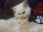 Pure persian long coat male cat