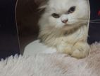 Pure persian long coat male cat