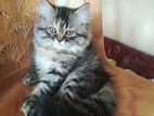 Pure Persian Long Coat Tabby Cat