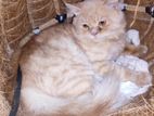 Pure persian male adult cat