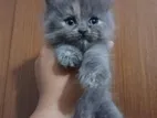 Pure Persian Male and female both available