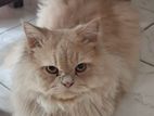 Pure Persian Male & Female Cat