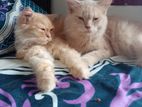 Pure Persian male and female cat