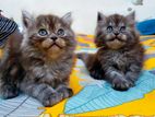 pure persian male and female (jora)