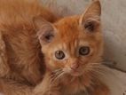 Pure Persian Male & Female Kitten