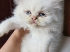 Pure Persian Male & Female Kitten