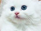 Pure Persian male and female kittens