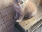 pure persian male and female kittens