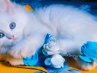 Pure Persian male cat baby