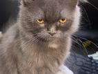 Pure Persian Male Cat