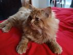 pure Persian male cat