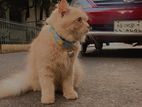 Pure Persian Male Cat