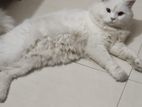 Pure Persian Male cat