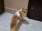 Pure persian male cat