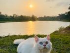 pure Persian male cat