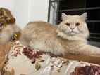 Pure Persian male cat