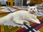 Pure Persian Male cat