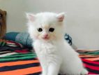 Pure Persian Male Cat