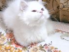 Pure Persian Male Cat