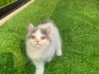 pure persian male cat