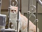 Pure Persian Male Cat