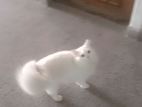 Pure Persian Male Cat