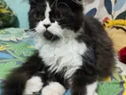 Pure Persian Male Cat